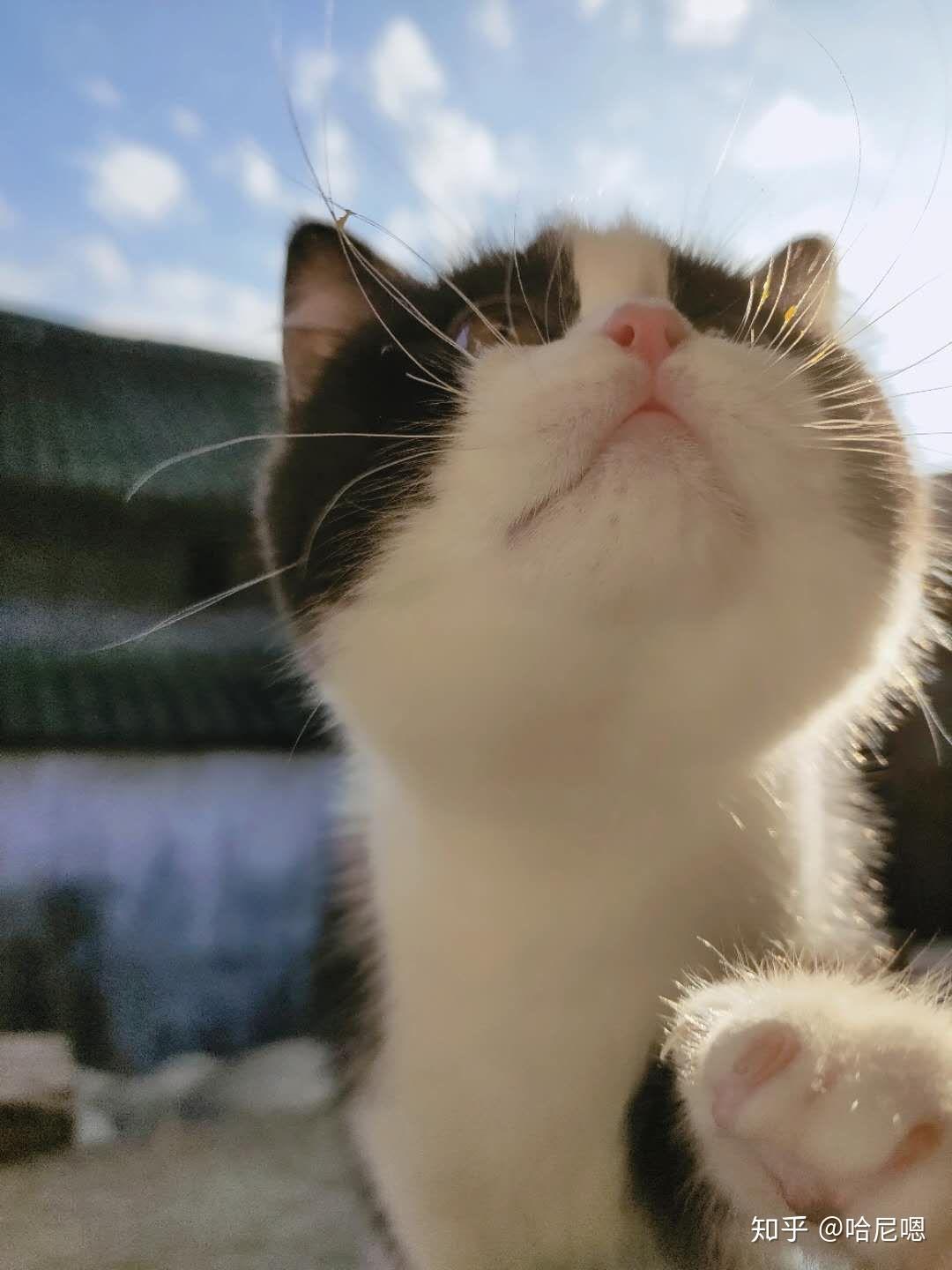 阿圭拉共和国战胜多哥,阳猫举出哈尼朱 阿圭拉共和国战胜多哥,阳猫举出哈尼朱