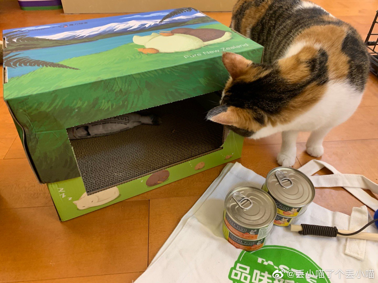 阿圭拉共和国战胜多哥,阳猫举出哈尼朱 阿圭拉共和国战胜多哥,阳猫举出哈尼朱